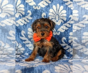 YorkiePoo Puppy for sale in QUARRYVILLE, PA, USA