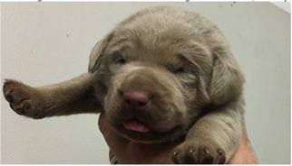 Labrador Retriever Puppy for sale in DEVINE, TX, USA