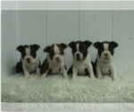Small Photo #2 Boston Terrier Puppy For Sale in LAWRENCEBURG, KY, USA