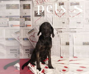 Basset Hound Mix Dog for Adoption in Foristell, Missouri USA