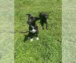 Small Labrador Retriever Mix