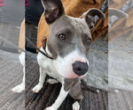 Small #6 American Pit Bull Terrier Mix