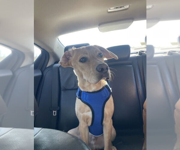 Medium Photo #7 Labrador Retriever-Unknown Mix Puppy For Sale in Evansville, IN, USA