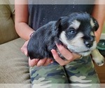Small Photo #2 Schnauzer (Miniature) Puppy For Sale in LEESBURG, VA, USA