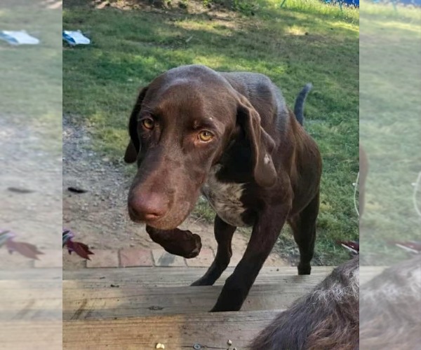 Medium Photo #4 Pointer Puppy For Sale in Scottsboro, AL, USA