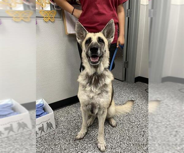 Medium Photo #4 German Shepherd Dog Puppy For Sale in Rosenberg, TX, USA