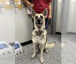 Small #3 German Shepherd Dog