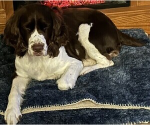 Mother of the English Springer Spaniel puppies born on 03/03/2026