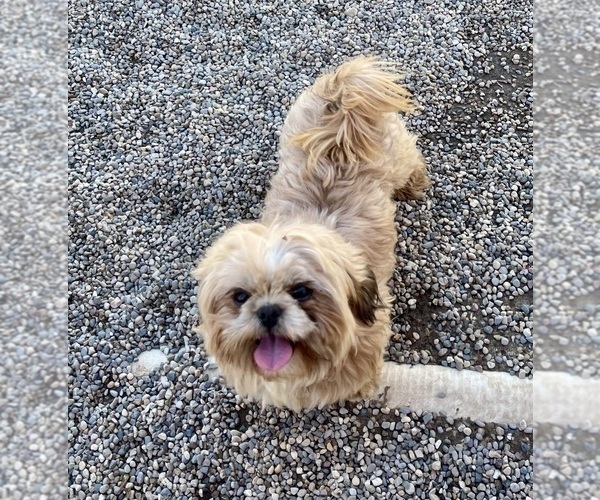 Medium Photo #1 Shih Tzu Puppy For Sale in MOUNT PLEASANT, MI, USA