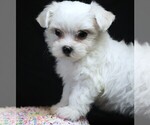Small #4 Maltese
