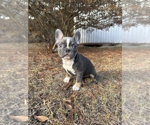 Medium French Bulldog