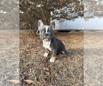 Puppy 6 French Bulldog