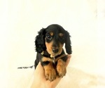 Small #4 Dachshund