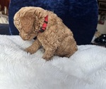 Small Photo #52 Goldendoodle (Miniature) Puppy For Sale in SAN FERNANDO, CA, USA