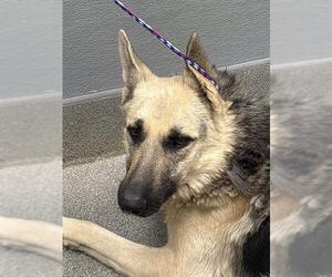 German Shepherd Dog-Unknown Mix Dogs for adoption in Las Vegas, NV, USA
