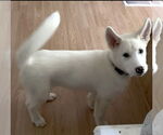 Small #2 Mutt