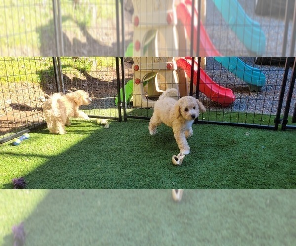Medium Photo #6 Cockapoo Puppy For Sale in PIONEER, CA, USA