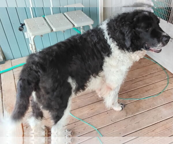 Medium Photo #1 Saint Berdoodle Puppy For Sale in Woodsfield, OH, USA