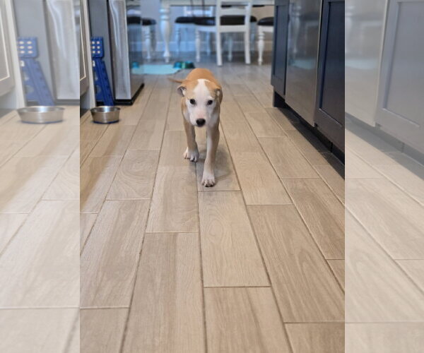 Medium Photo #2 Labrador Retriever-Unknown Mix Puppy For Sale in The Woodlands, TX, USA