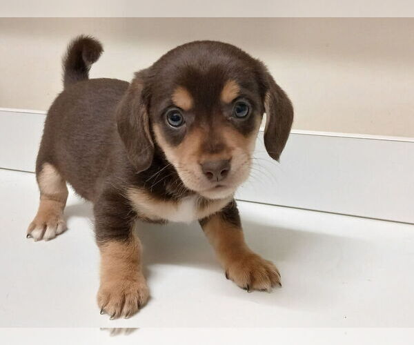 Medium Photo #3 Chiweenie Puppy For Sale in CANTON, GA, USA