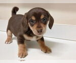 Small #2 Chiweenie