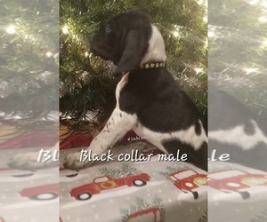 German Shorthaired Pointer Puppy for sale in RICHMOND, MO, USA