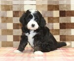 Small #4 Bernedoodle (Miniature)