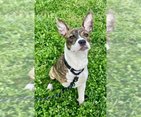 Medium Photo #4 Mutt Puppy For Sale in Elmsford, NY, USA