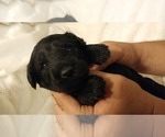 Small Photo #15 Mini Whoodle (Wheaten Terrier/Miniature Poodle) Puppy For Sale in PEORIA, IL, USA