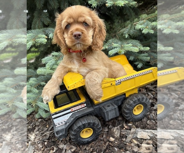 Medium Photo #3 Cocker Spaniel Puppy For Sale in MIDDLEBURY, IN, USA