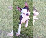 Small #1 Boston Terrier