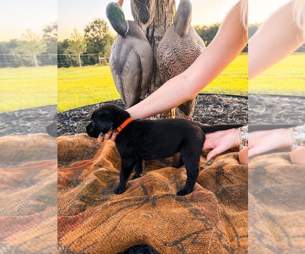 Medium Photo #14 Labrador Retriever Puppy For Sale in GREENWOOD, SC, USA