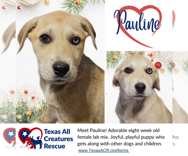 Medium Photo #2 Labrador Retriever-Unknown Mix Puppy For Sale in Lillian, TX, USA