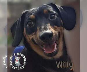 Dachshund Dogs for adoption in Omaha, NE, USA