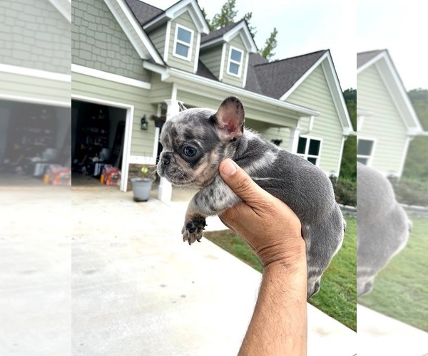 Medium Photo #3 French Bulldog Puppy For Sale in WINDER, GA, USA