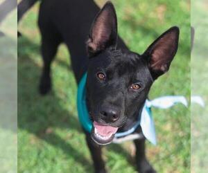 American Staffordshire Terrier-Unknown Mix Dogs for adoption in San Antonio, TX, USA