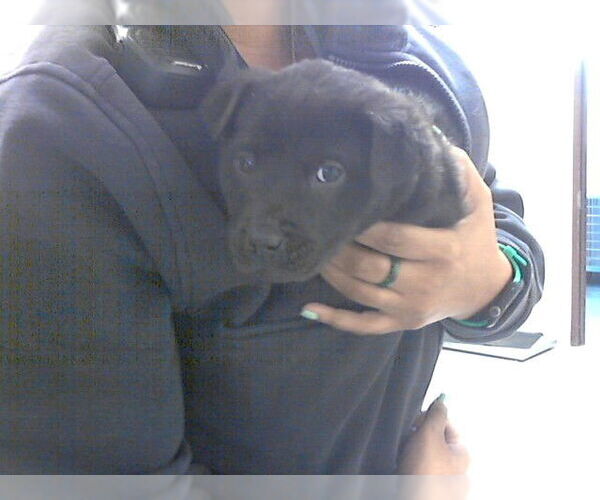 Medium Photo #1 Mutt Puppy For Sale in Fayetteville, NC, USA