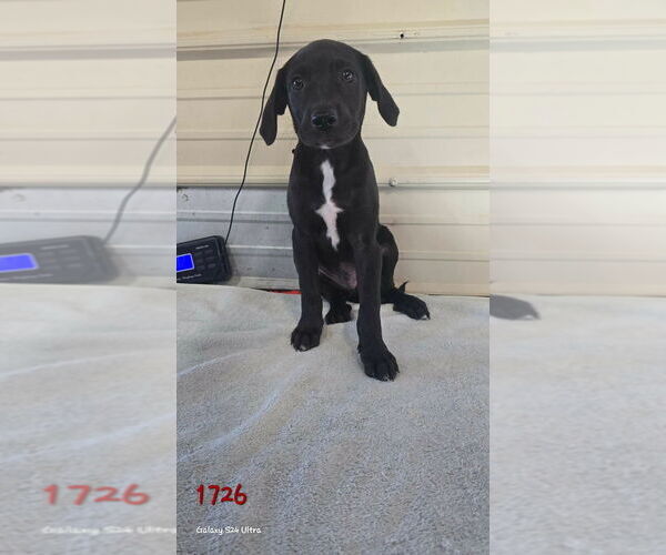 Medium Photo #1 Catahoula Leopard Dog-Labrador Retriever Mix Puppy For Sale in Foristell, MO, USA