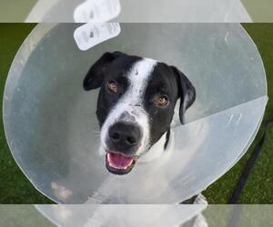 American Bulldog-Unknown Mix Dogs for adoption in West Palm Beach, FL, USA