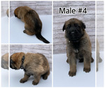 Small Photo #7 Malinois Puppy For Sale in OXNARD, CA, USA