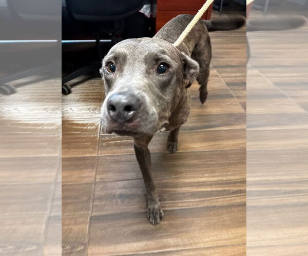 Medium Photo #1 Mutt Puppy For Sale in Hilton Head, SC, USA