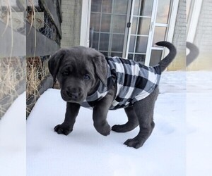 Medium Labrador Retriever