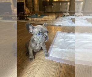 French Bulldog Puppy for sale in LOS ANGELES, CA, USA