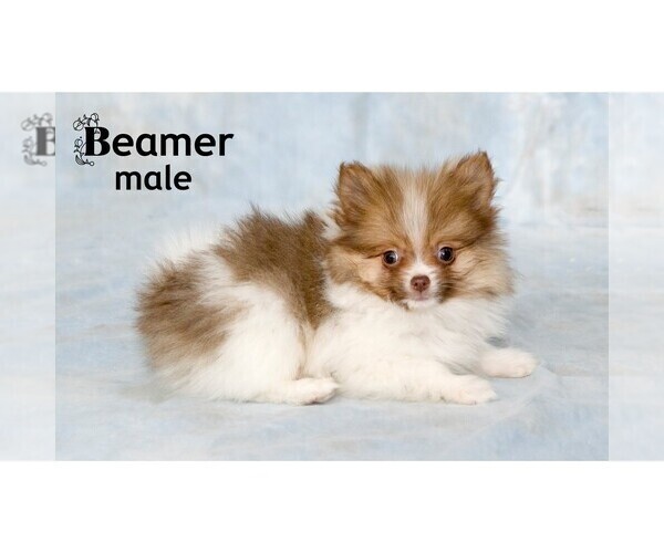 View Ad Pomeranian Litter of Puppies for Sale near Michigan, CLARE