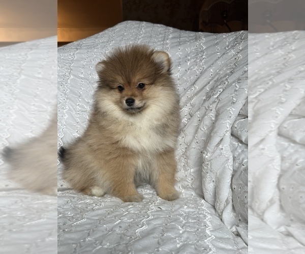 Medium Photo #1 Pomeranian Puppy For Sale in ARNOLD, MD, USA