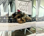 Small #2 Yorkshire Terrier