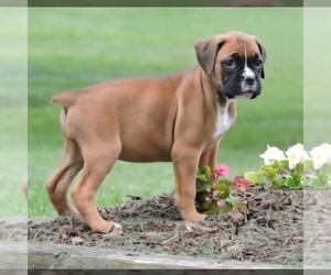 Medium Boxer