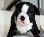Small Photo #32 Boston Terrier Puppy For Sale in WINNSBORO, TX, USA