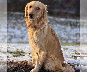 Mother of the Golden Retriever puppies born on 05/27/2026