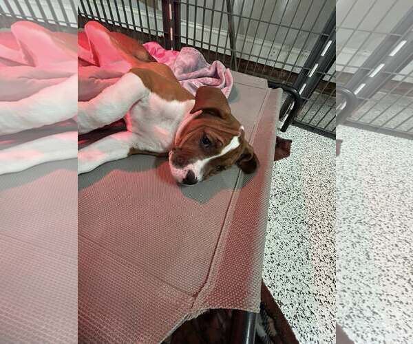 Medium Photo #5 American Staffordshire Terrier-Unknown Mix Puppy For Sale in Holly Springs, NC, USA